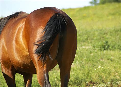 horse asshole|Concerned with my horses butt hole ( not a joke...serious!)